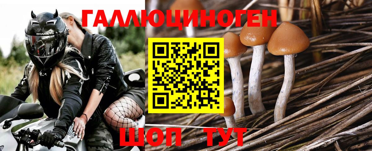 Галлюциногенные грибы прущие грибы Геленджик
